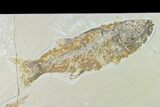Bargain, Fossil Fish (Mioplosus) - Uncommon Species #138457-1